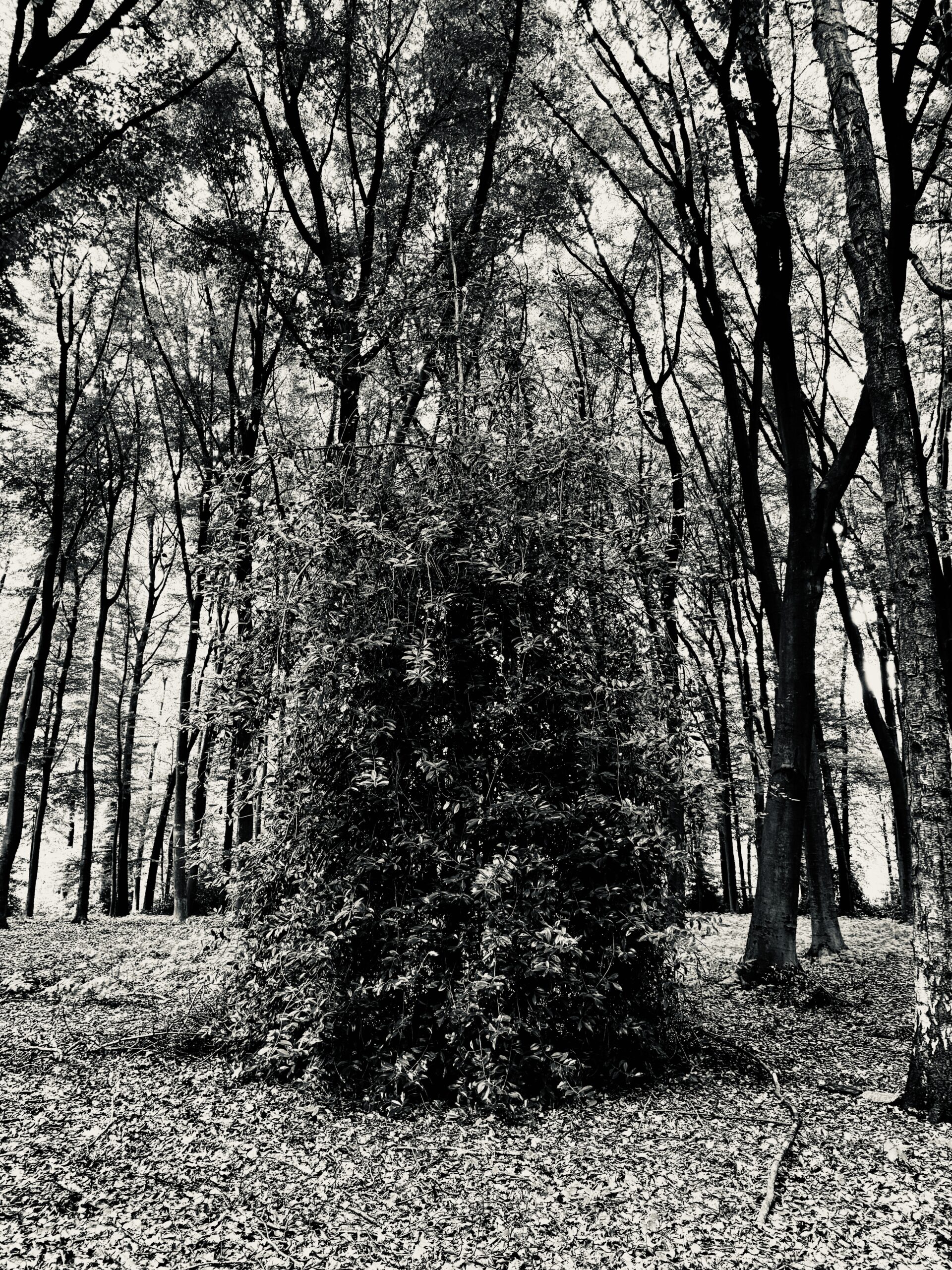 L'albero di noci - Phili Natura