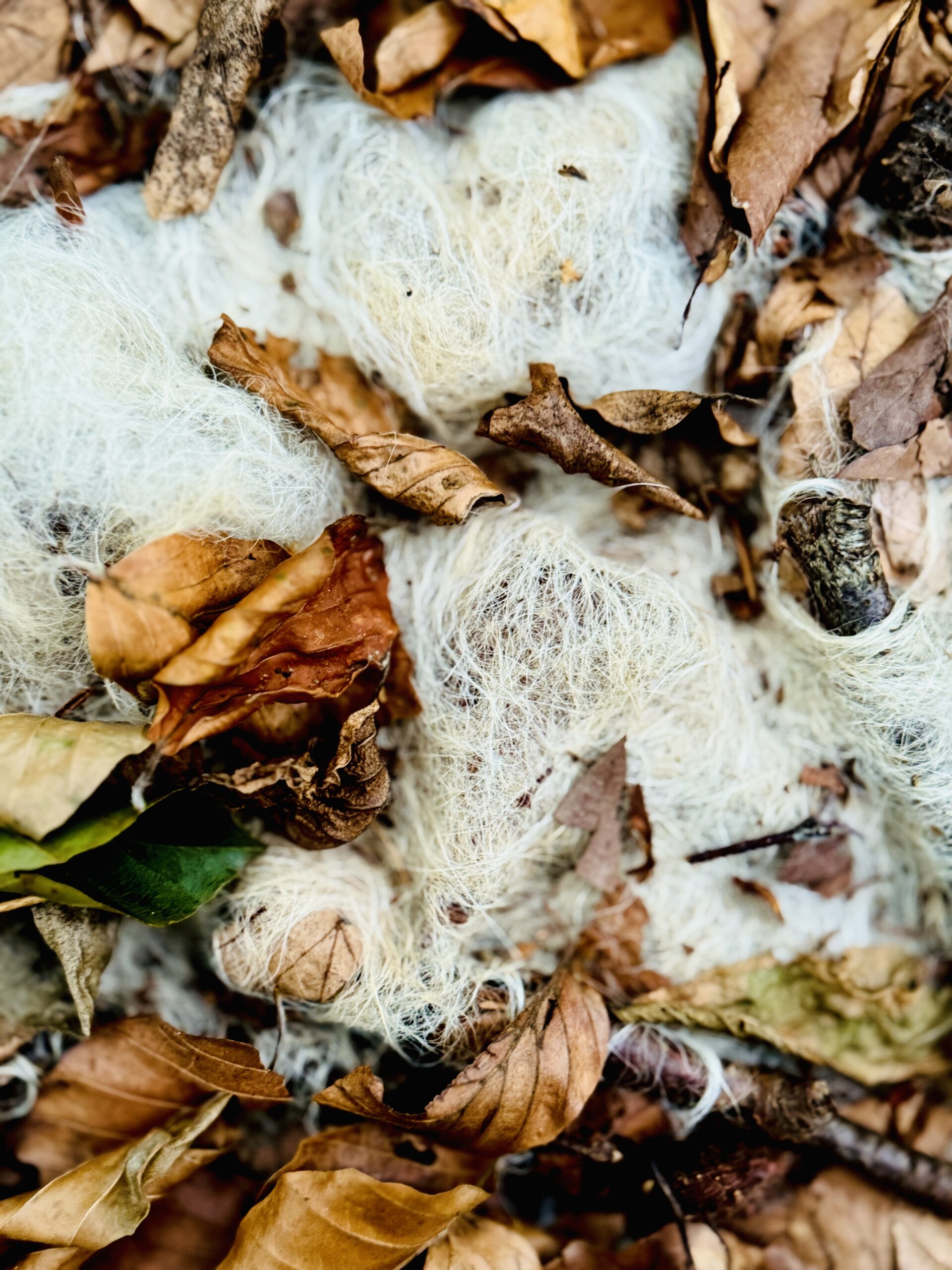 Mycelium - Phili Natura